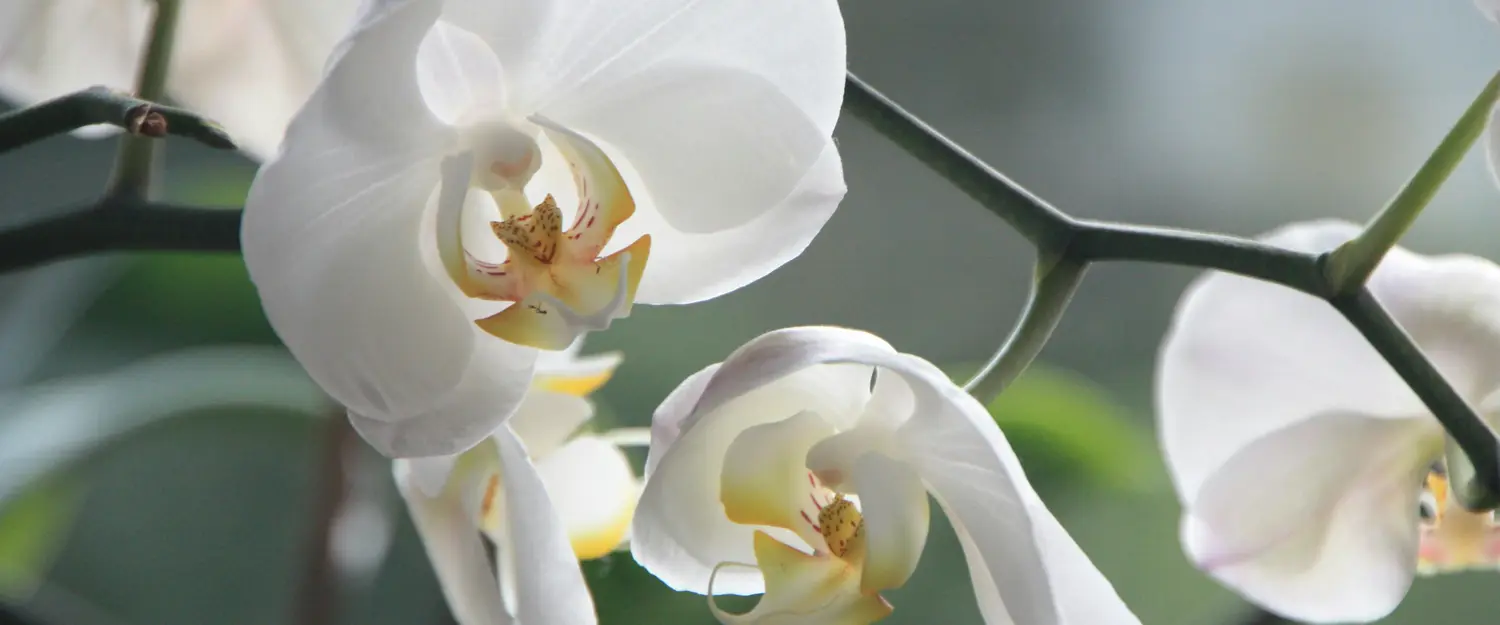 [Photo by Pixabay](https://www.pexels.com/photo/white-moth-orchids-87016/)